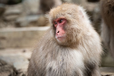 Close-up of monkey looking away