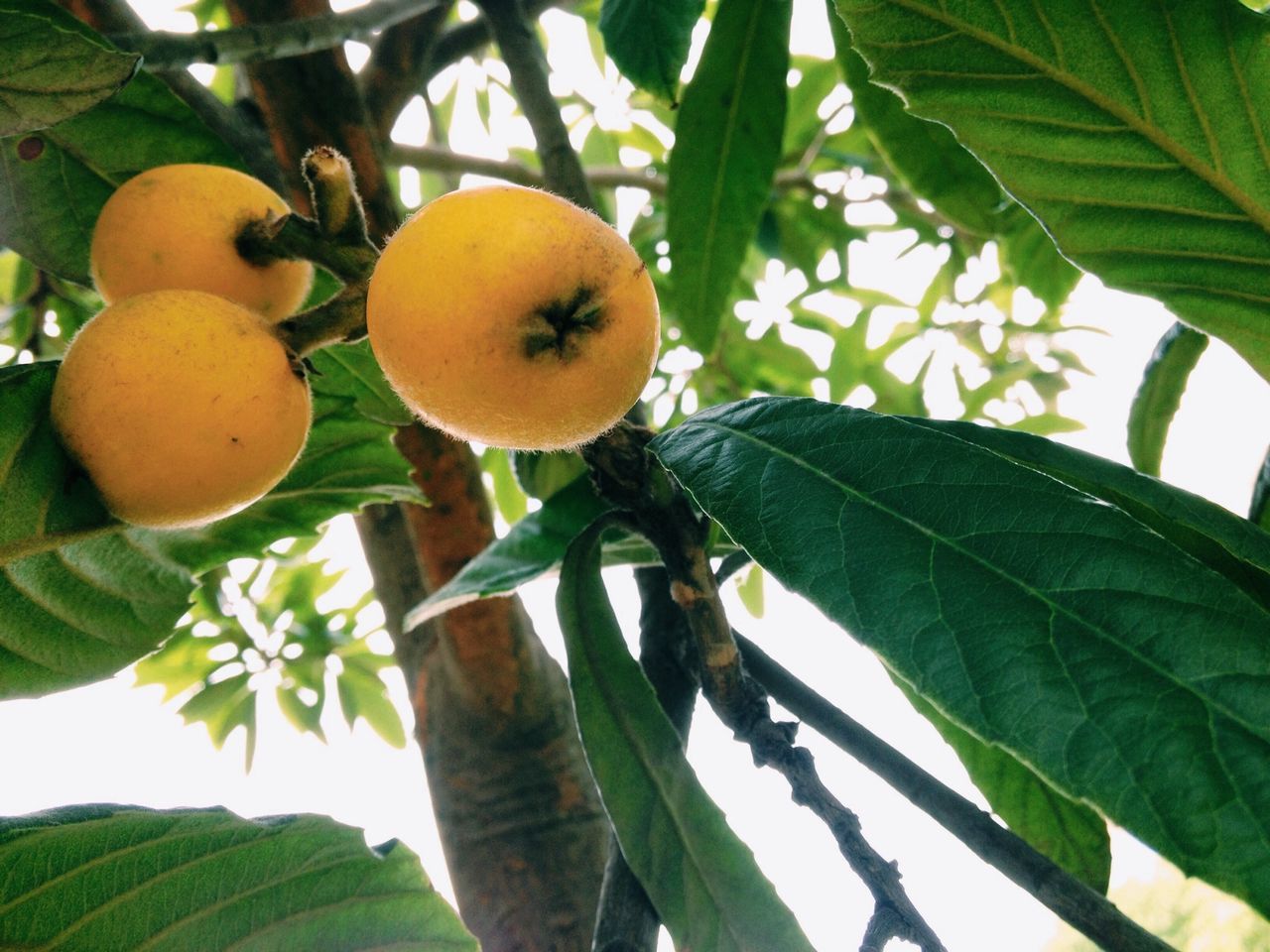 fruit, leaf, tree, food and drink, branch, food, growth, healthy eating, green color, low angle view, freshness, hanging, nature, close-up, apple - fruit, citrus fruit, ripe, outdoors, day, orange - fruit