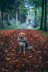 Portrait of a dog in forest