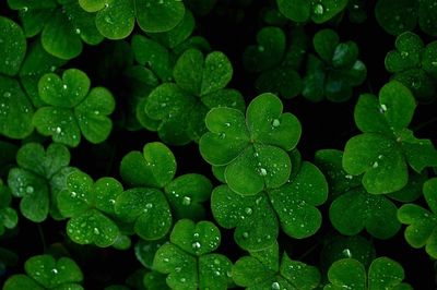 Close-up of water drops on leaves
