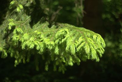 Close-up of fern in forest