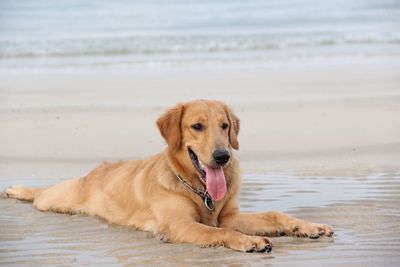 Dog panting while lying on shore at beach