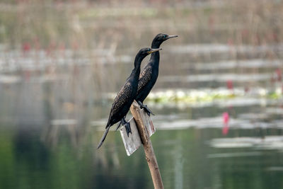 Bird perching on wooden post