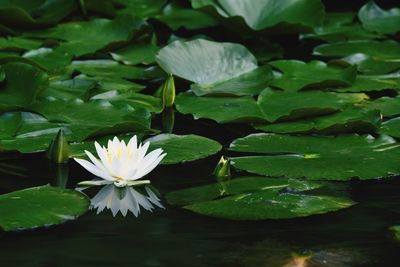 Lotus water lily in lake