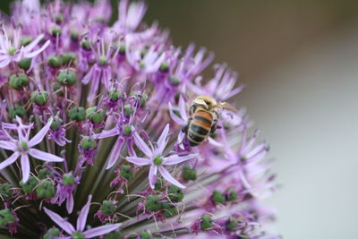 Close-up of bee pollinating on purple flower