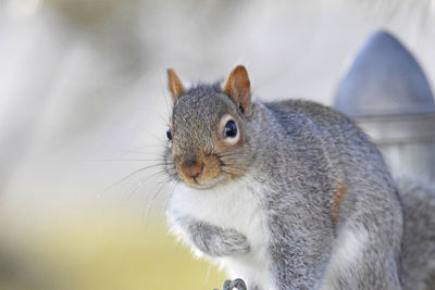 Close-up of squirrel