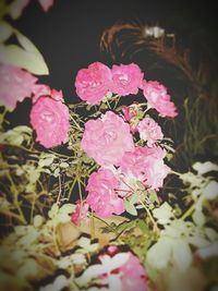 Close-up of pink flowers blooming outdoors