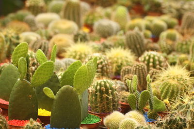 Full frame shot of succulent plants