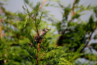 Close-up of plant against blurred background