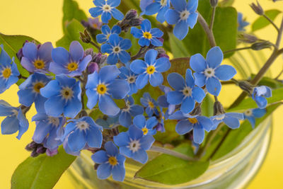Close-up of purple flowering plants