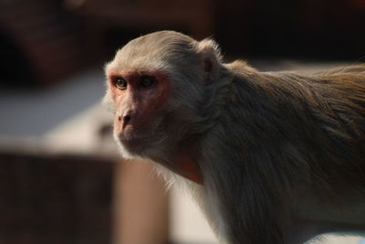 Close-up of monkey looking away