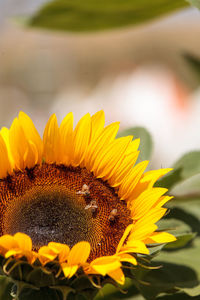 Close-up of bees on sunflower