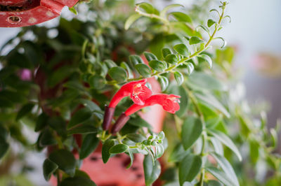 Aeschynanthus or lipstick plants. 150 species of evergreen subtropical plants of gesneriaceae.