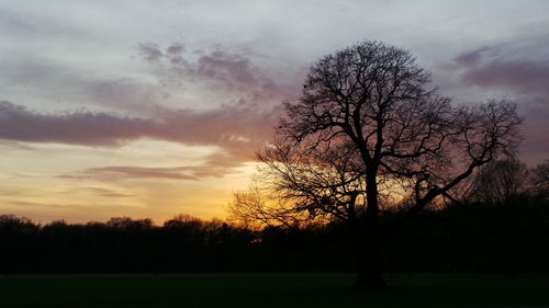 Silhouette of trees on landscape