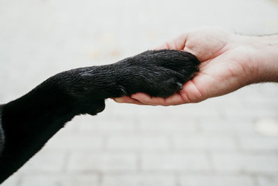 Close up of labrador paw and man hand together. friendship concept