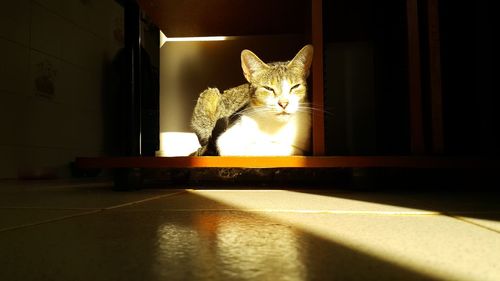 Portrait of cat sitting on floor