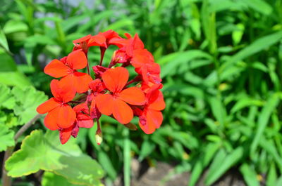 Close-up of red flowering plant