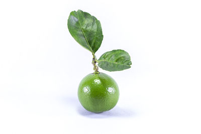 Close-up of fruit against white background