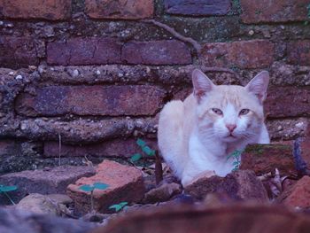 Portrait of cat