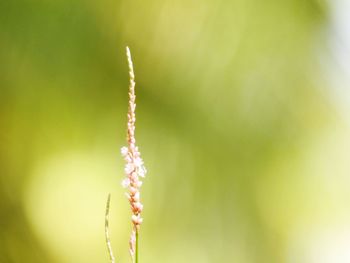 Close-up of flowering plant