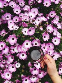 Low section of person holding pink flowering plants