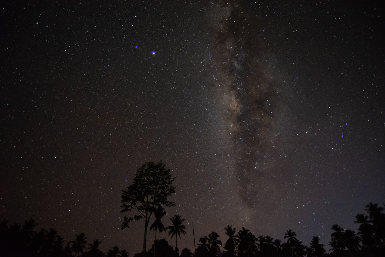 LOW ANGLE VIEW OF TREES AGAINST STAR FIELD AT NIGHT