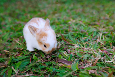 Rabbit on field