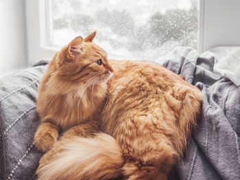 Cute ginger cat lying on blanket. fluffy pet on window sill. snowy weather outside. domestic animal.