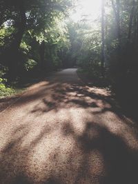 Sun shining through trees