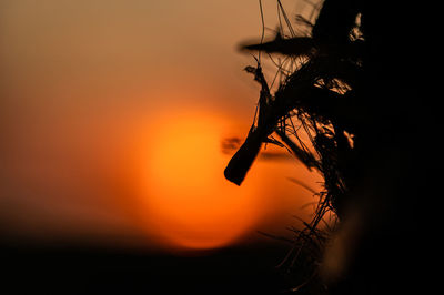 Close-up of silhouette plant against sky at sunset