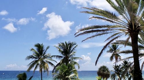 Palm trees on beach against sky