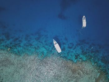 View of jellyfish swimming in sea