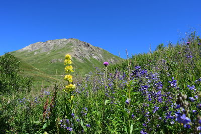 Plants growing on field against clear blue sky