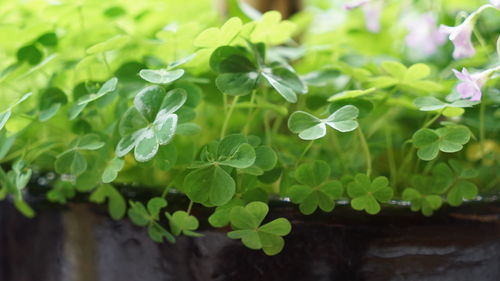 Close-up of green leaves