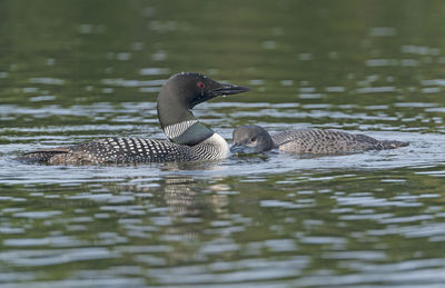 Adult and baby loon bonding in a lake in the sylvania wilderness in michigan