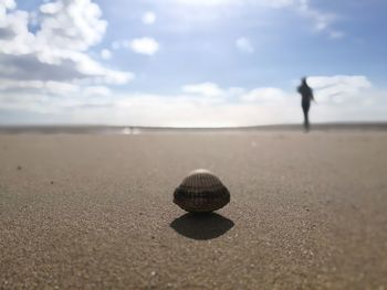 Shell at sandy beach with person walking in background