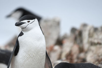 Close-up of penguin