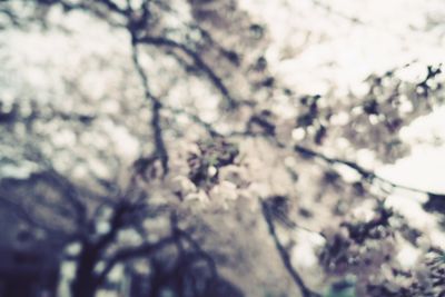 Low angle view of flower tree