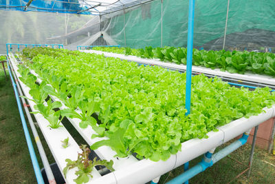 High angle view of plants growing in greenhouse
