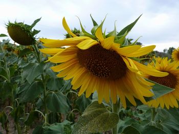 Close-up of sunflowers blooming against sky