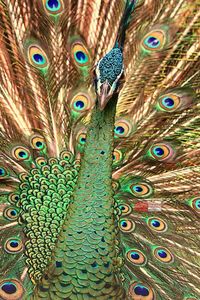 Close up of peacock