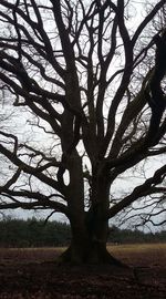 Tree against sky