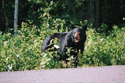 Side view of bear by country road