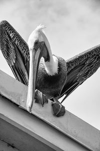 Low angle view of bird perching