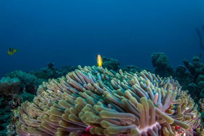 Close-up of coral in sea