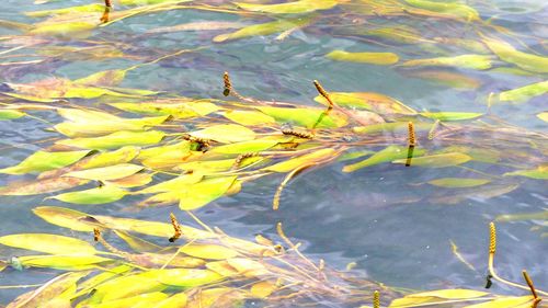 Close-up of leaf floating on lake