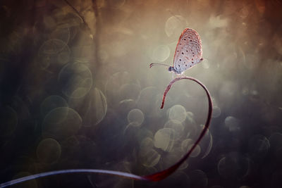 Close-up of jellyfish swimming in sea
