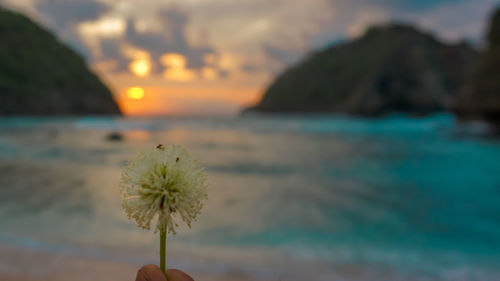 Close-up of flowering plant against sea during sunset