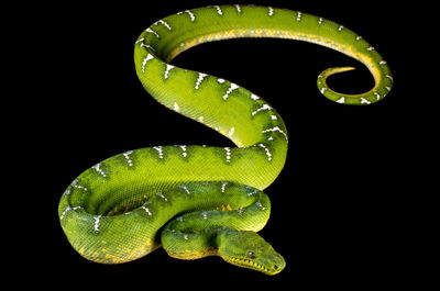 Close-up of green snake against black background