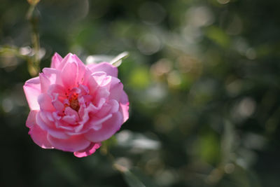 Close-up of pink rose